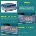 Fully Automatic Poultry Egg Incubator – 48 &amp; 70 Eggs Capacity