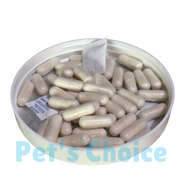 RECOVERY CAPS (کبوتروں کی ریکوری کے لیے)