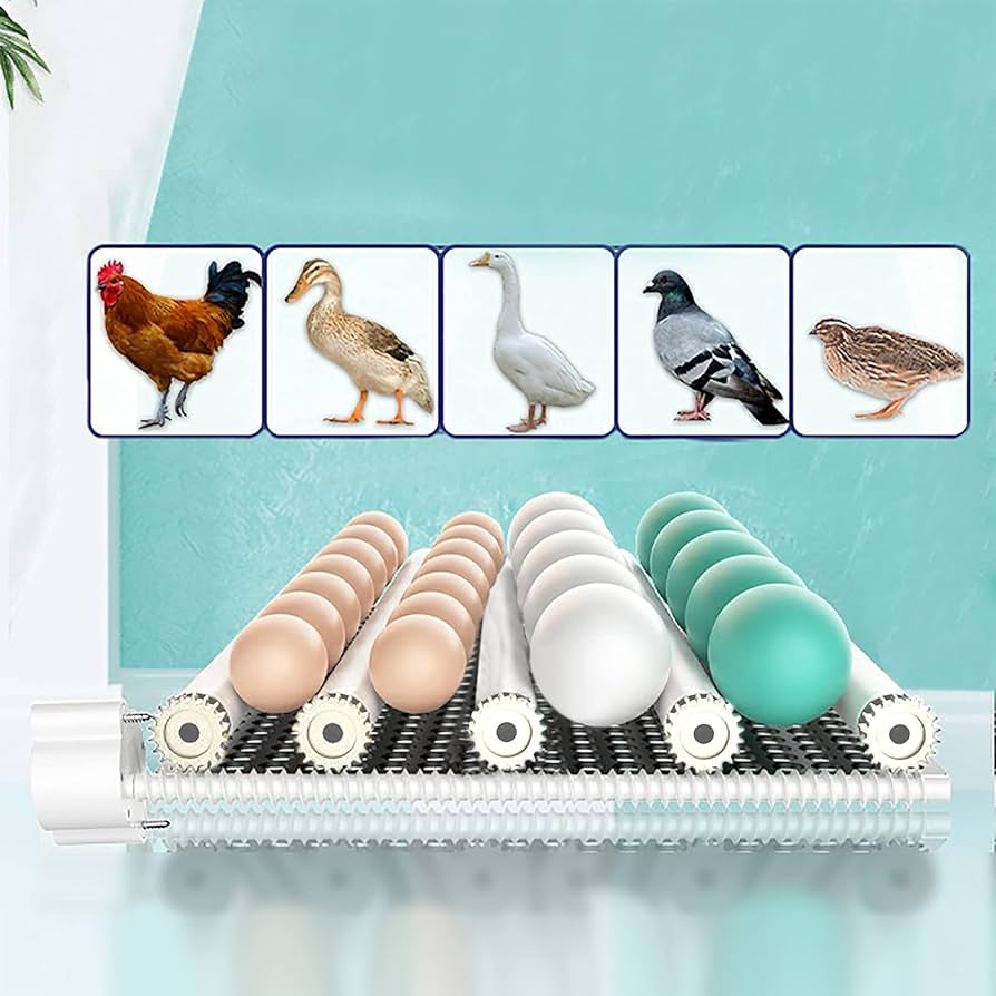 24 eggs Fully Automatic Incubator AC/DC