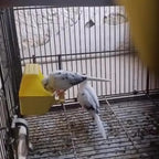Grit o Feeder