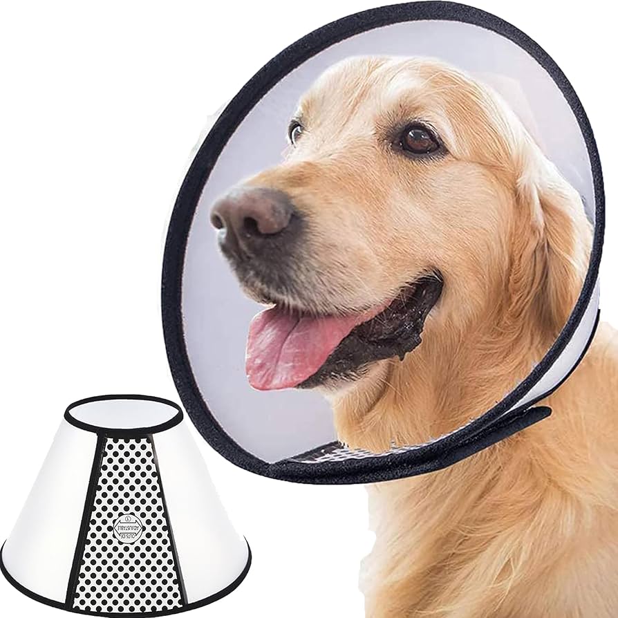 Elizabethan collar (E-Collar)