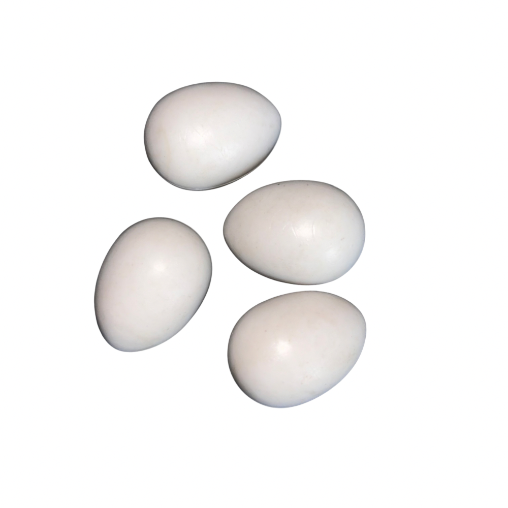 Birds Dummy Eggs