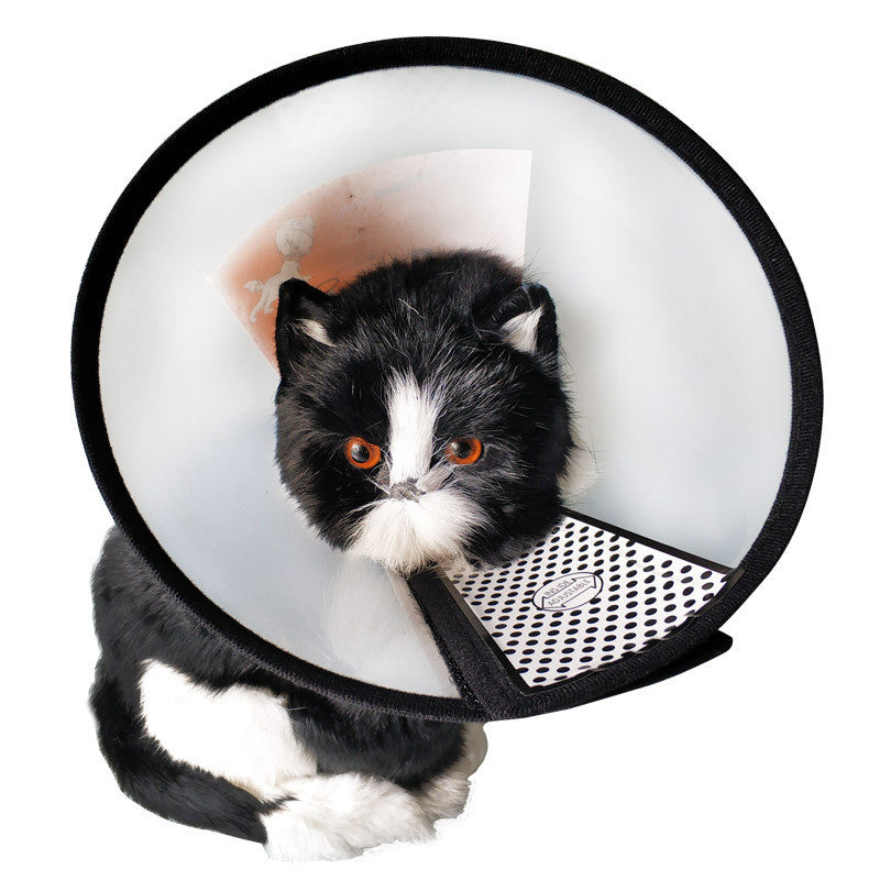 Elizabethan collar (E-Collar)