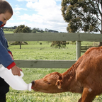 Premium 3-Liter Calf Milk Feeder