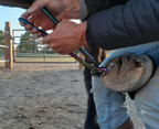 Premium Heavy-Duty Hoof Nipper