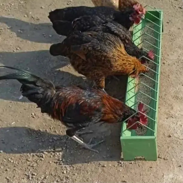 Feeding Tray-Economical