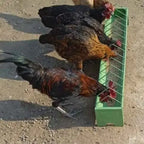 Feeding Tray-Economical