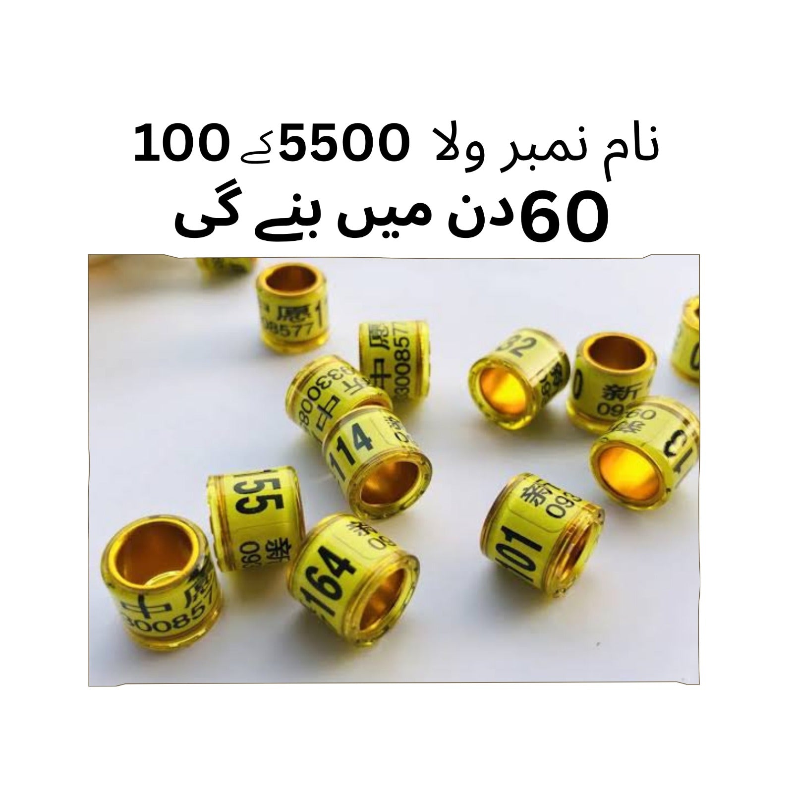 Birds Rings