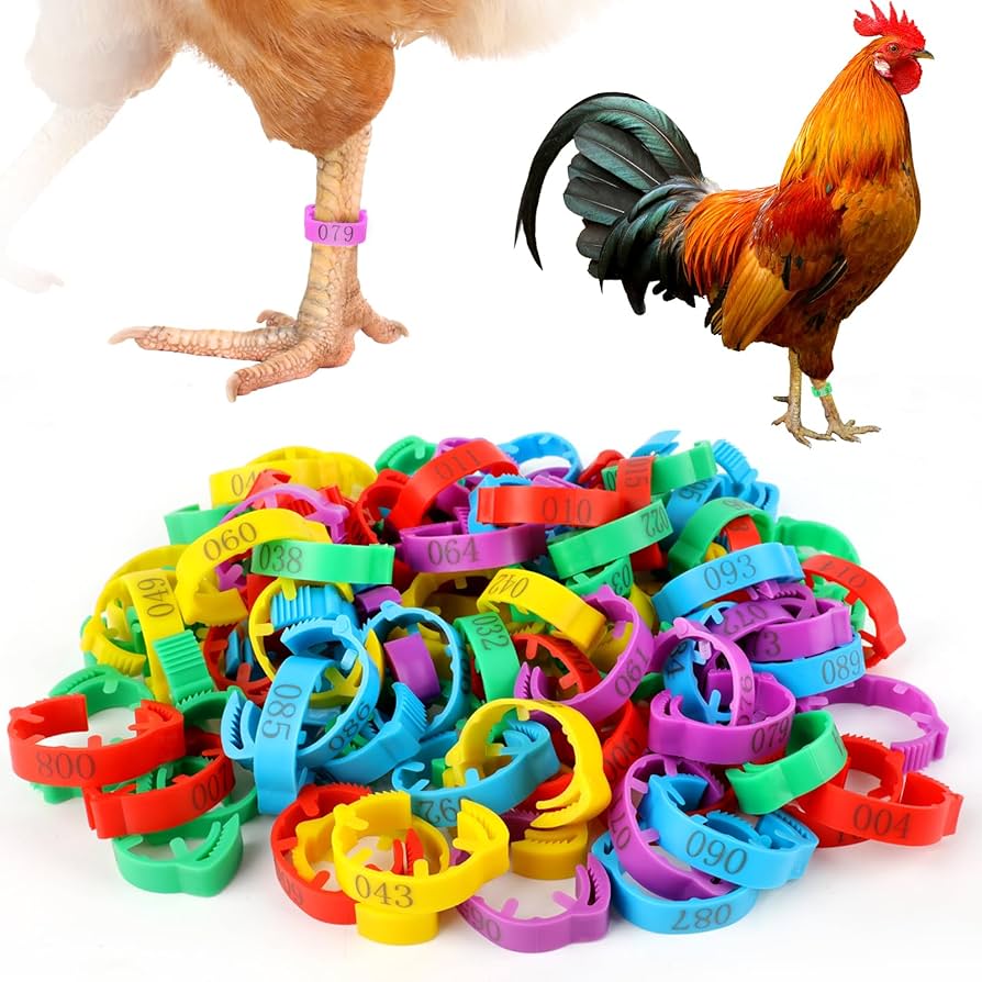 Birds Rings