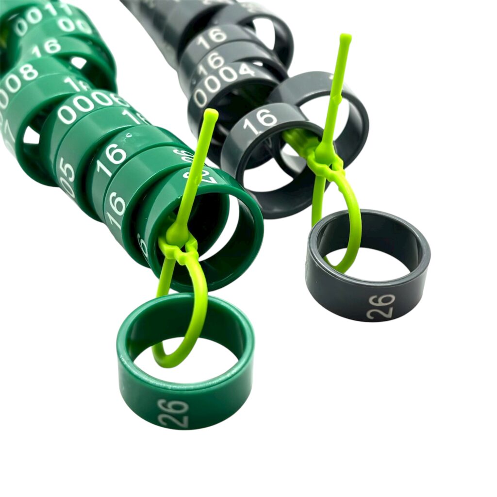 Birds Rings