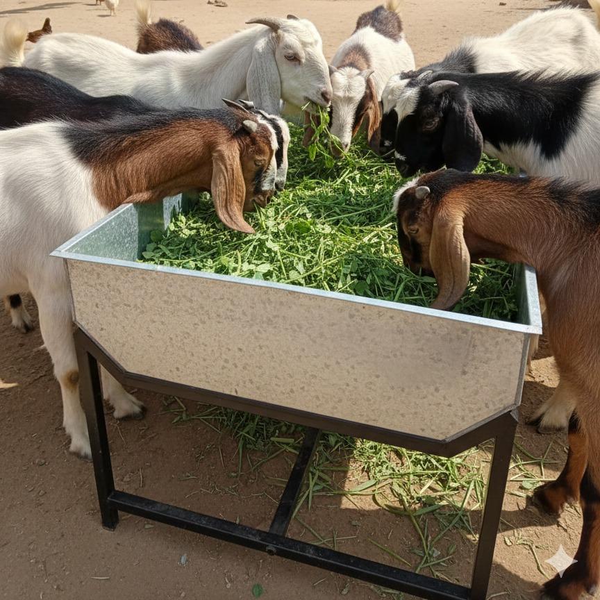 2 by 2 Feet Square Feeder with Stand for Goats
