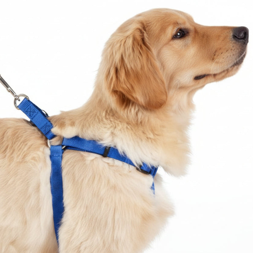 Chest Harness