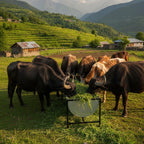 4 Feet Feeder With stand For Cows